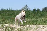 LABRADOR 040